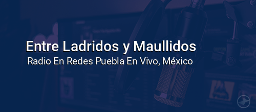 Entre Ladridos y Maullidos